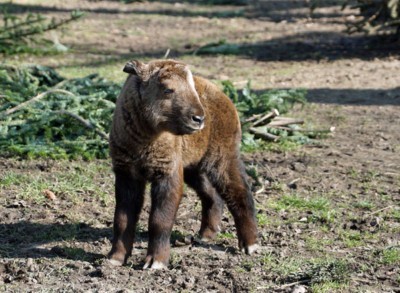 Goldtakin Jungtier Banjong 2019 Zoo Dresden