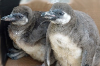 Zwei Humboldt-Pinguin Jungvögel