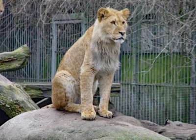 Löwe Jago bei seiner Ankunft 2007