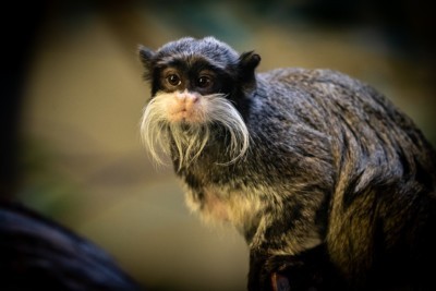 Emperor tamarin