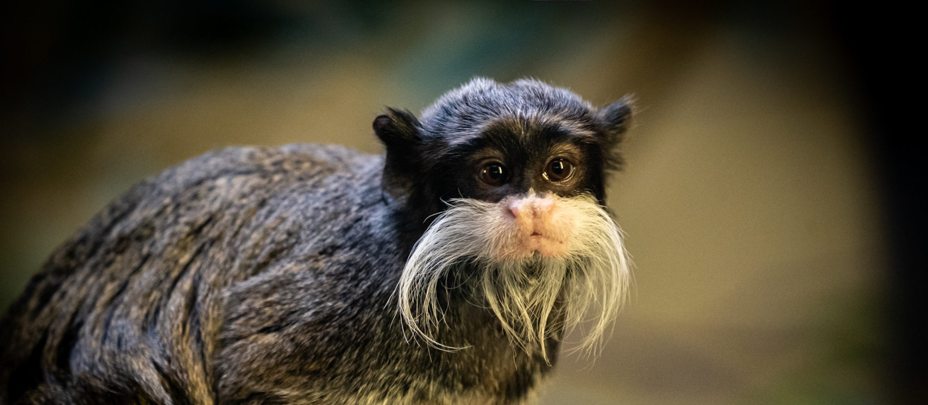 Emperor tamarin