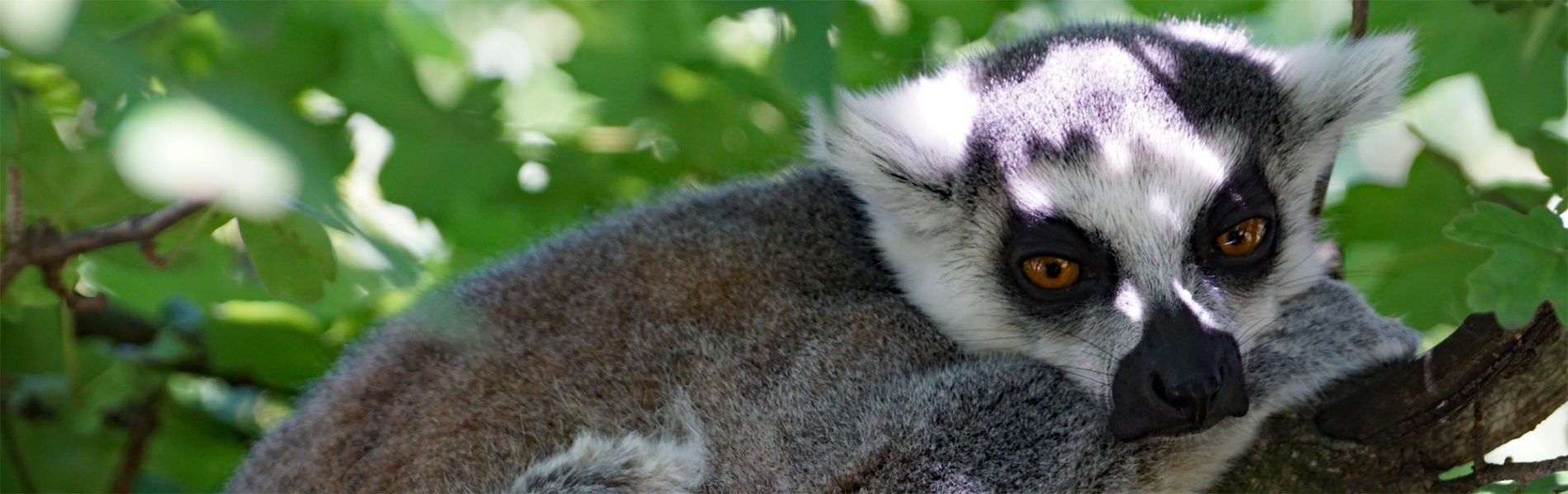 Ring-tailed lemur