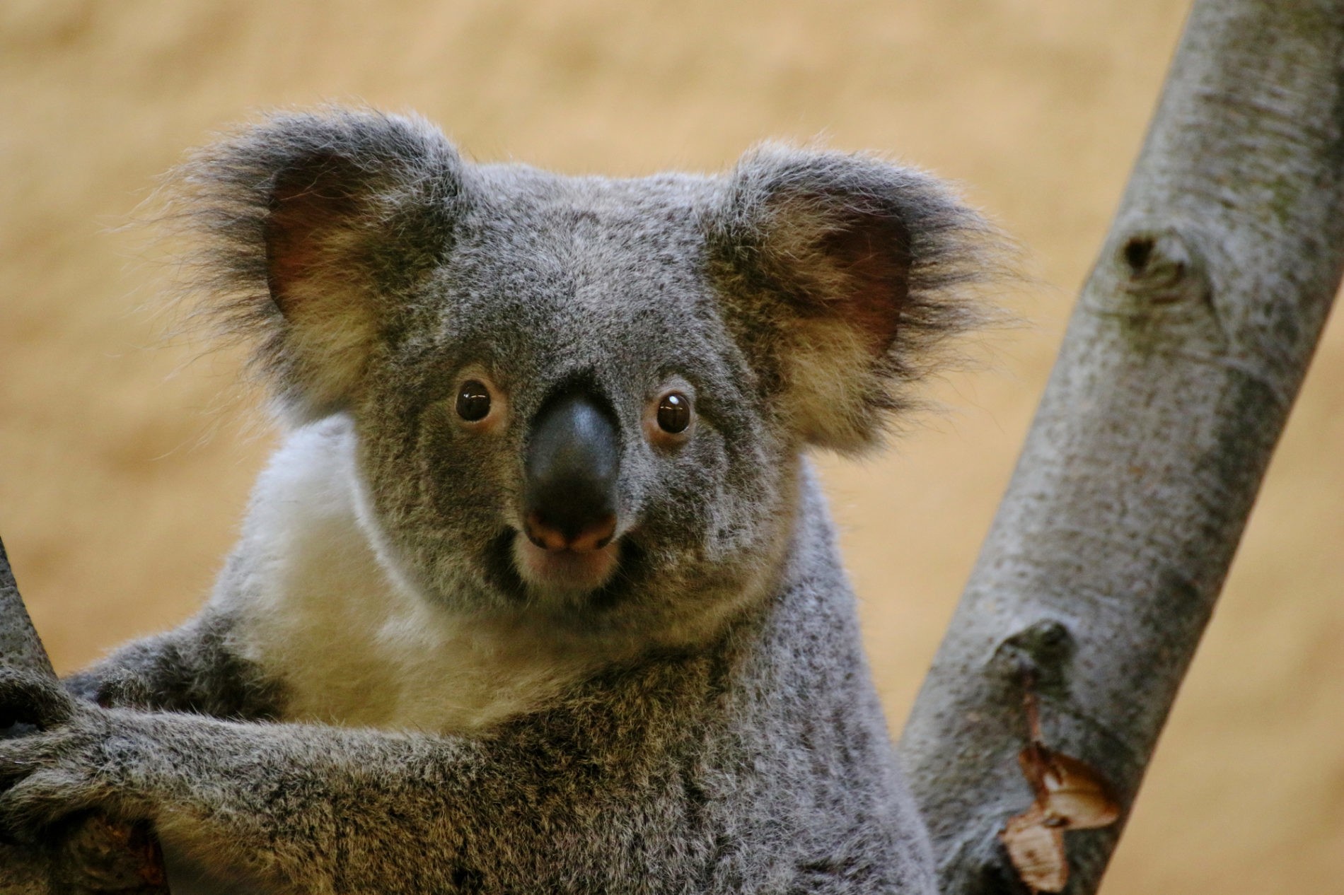 Koala-Weibchen Sydney