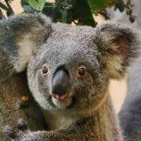 Koalaweibchen Sydney