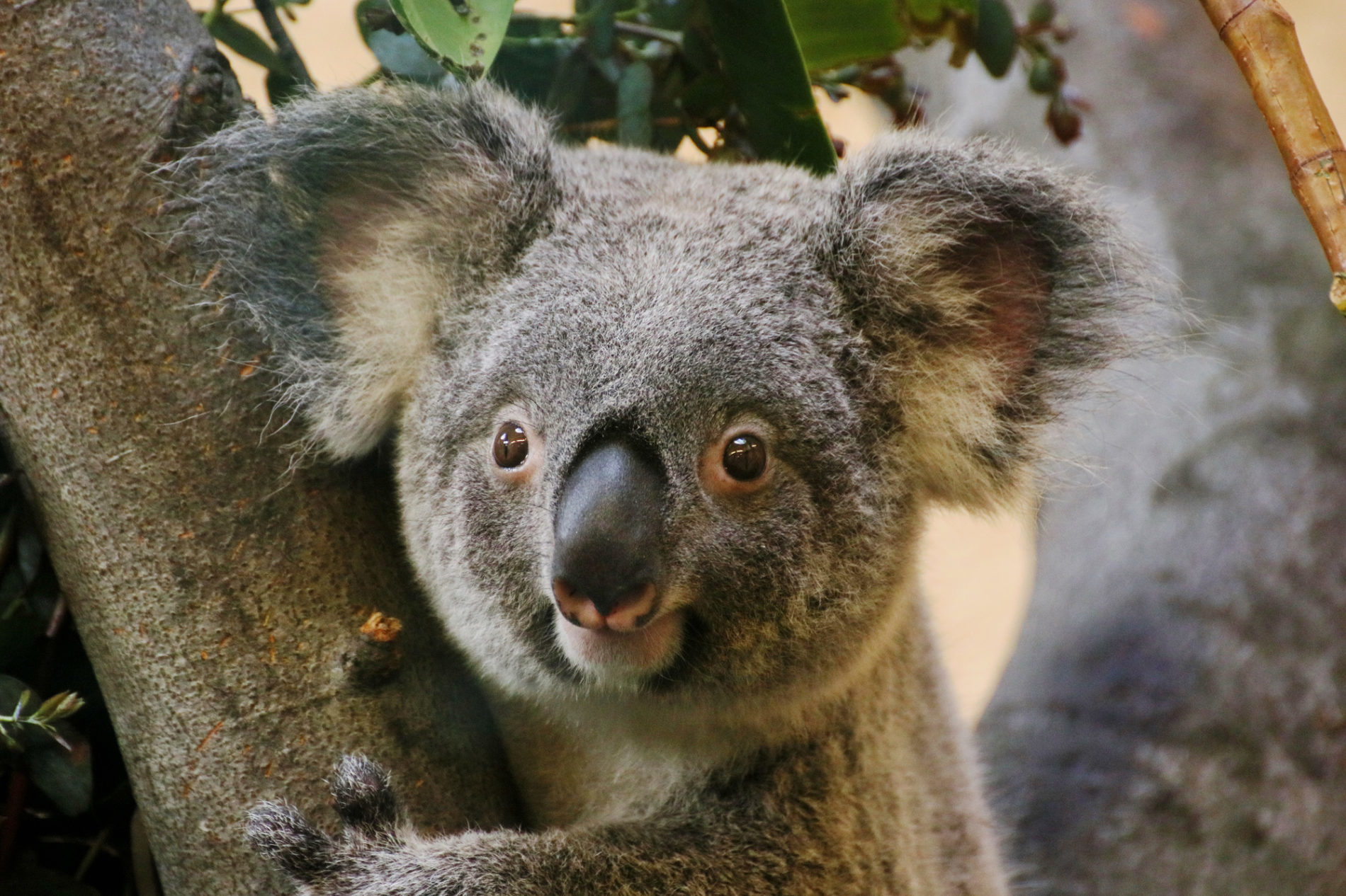 Female koala Sydney