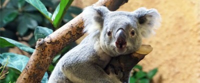 Koala im Prof. Brandes-Haus