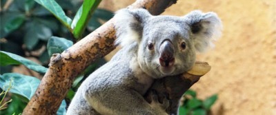 Koala im Prof. Brandes-Haus (Foto: Zoo Dresden (Kerstin Eckart)) Koala im Prof. Brandes-Haus