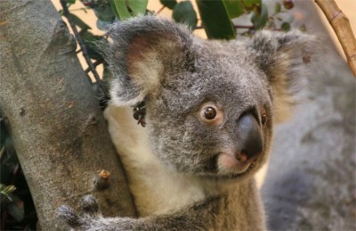 Koala Weibchen Sydney