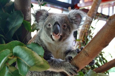 Koala Weibchen Sydney im Zoo Antwerpen