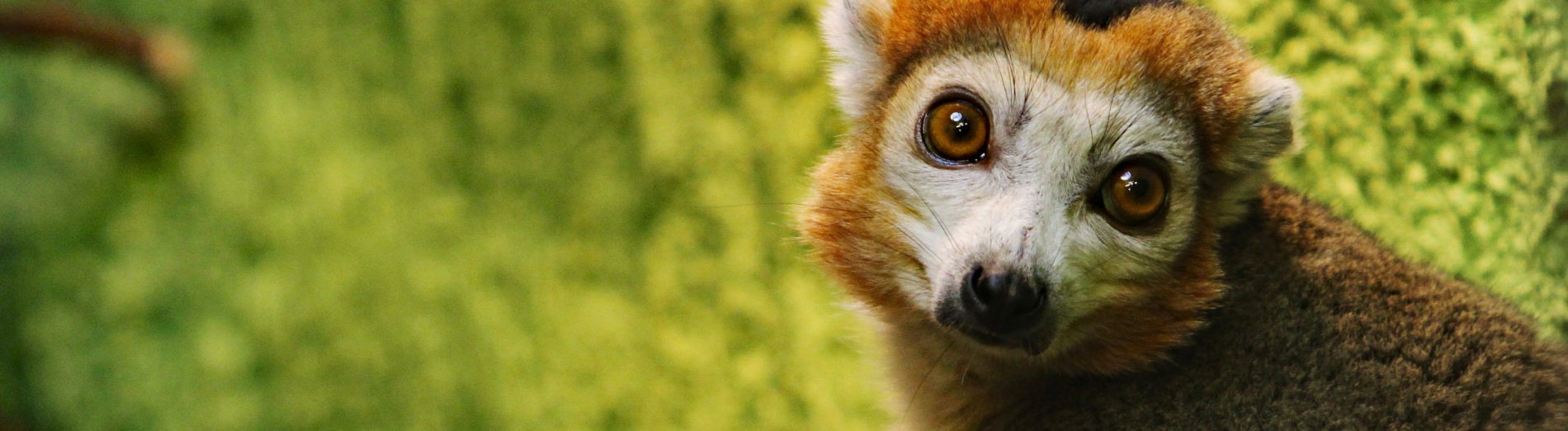 Crowned lemur