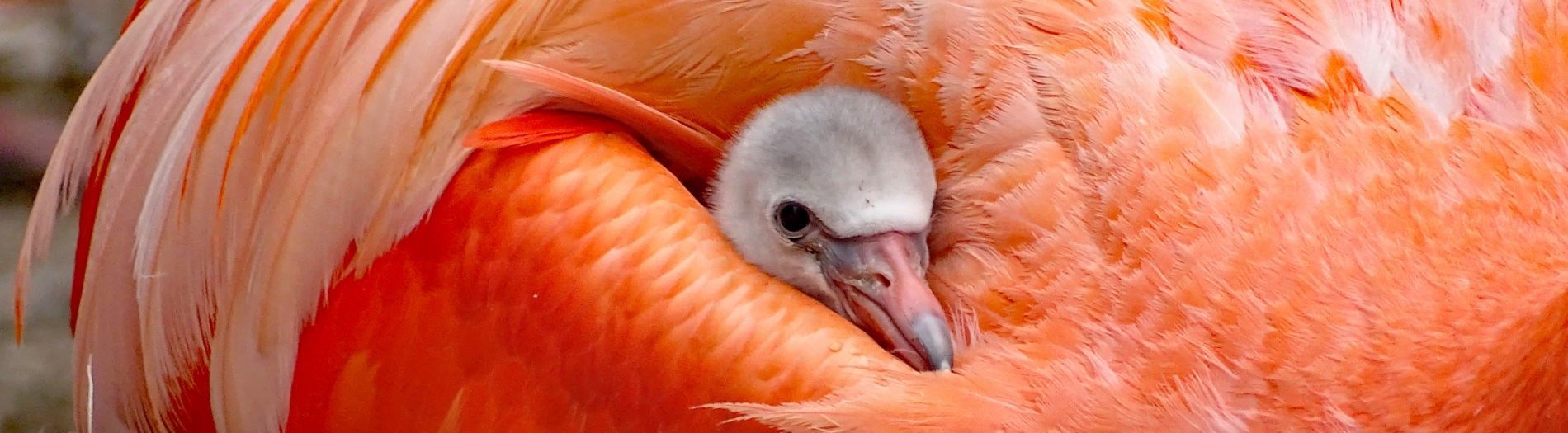 young red flamingo