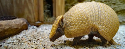 Three-banded armadillo