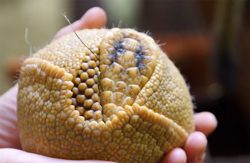 Three-banded armadillo Brosche rolled up into a ball