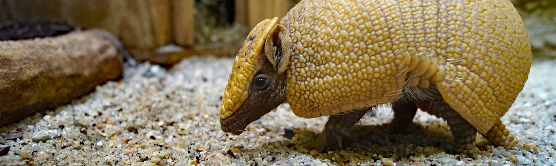 Three-banded armadillo