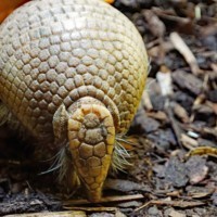 Three-banded armadillo