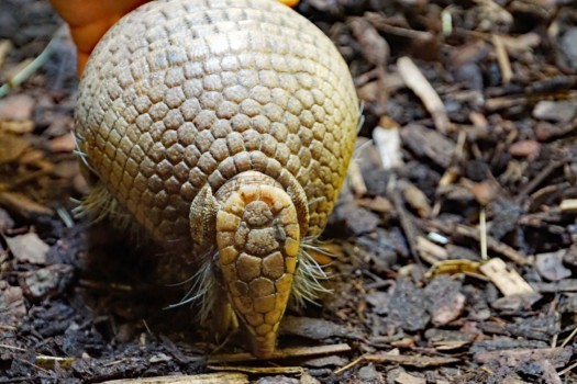 Three-banded armadillo