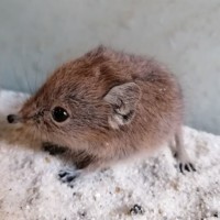 Junger Kurzohrrüsselspringer