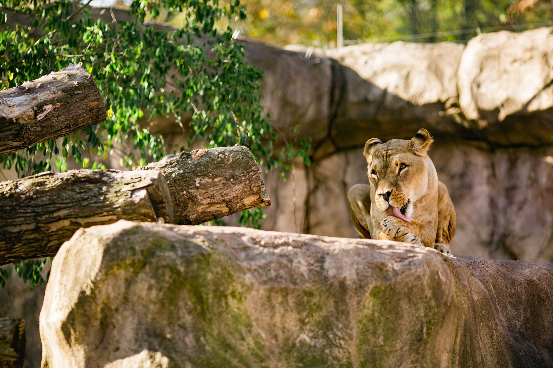 Lion on rocks