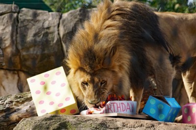 Löwe Jago an seinem 15. Geburtstag