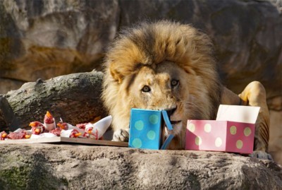 Löwe Jago mit seiner Fleischtorte