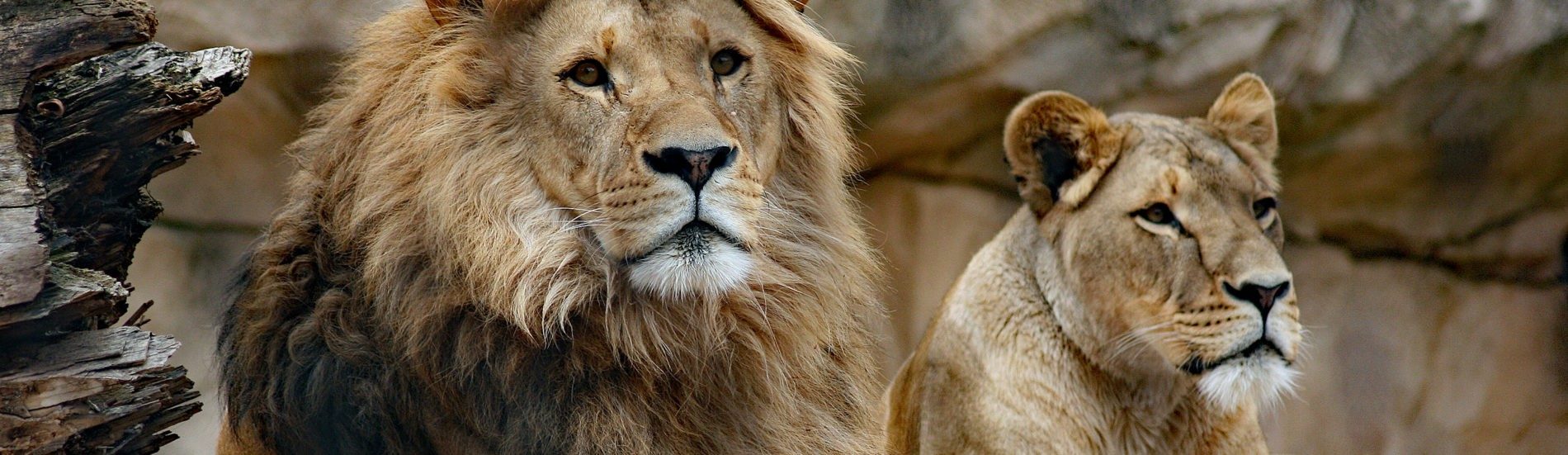 Male an female lion