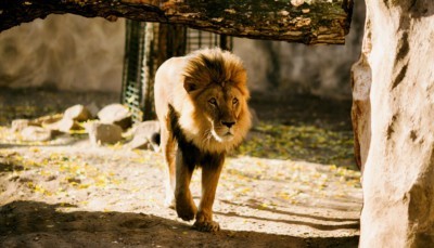 Jago the lion roams through the outdoor enclosure.