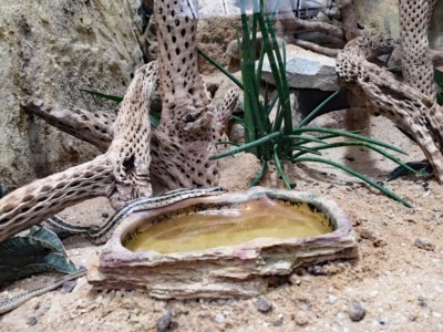 Neu gestaltetes Terrarium