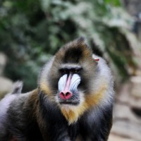 Mandrill Napo