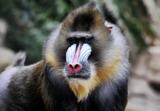 Mandrill Napo