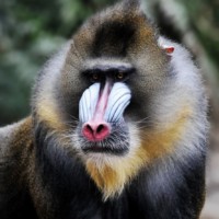 Mandrill