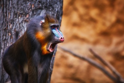 Mandrill