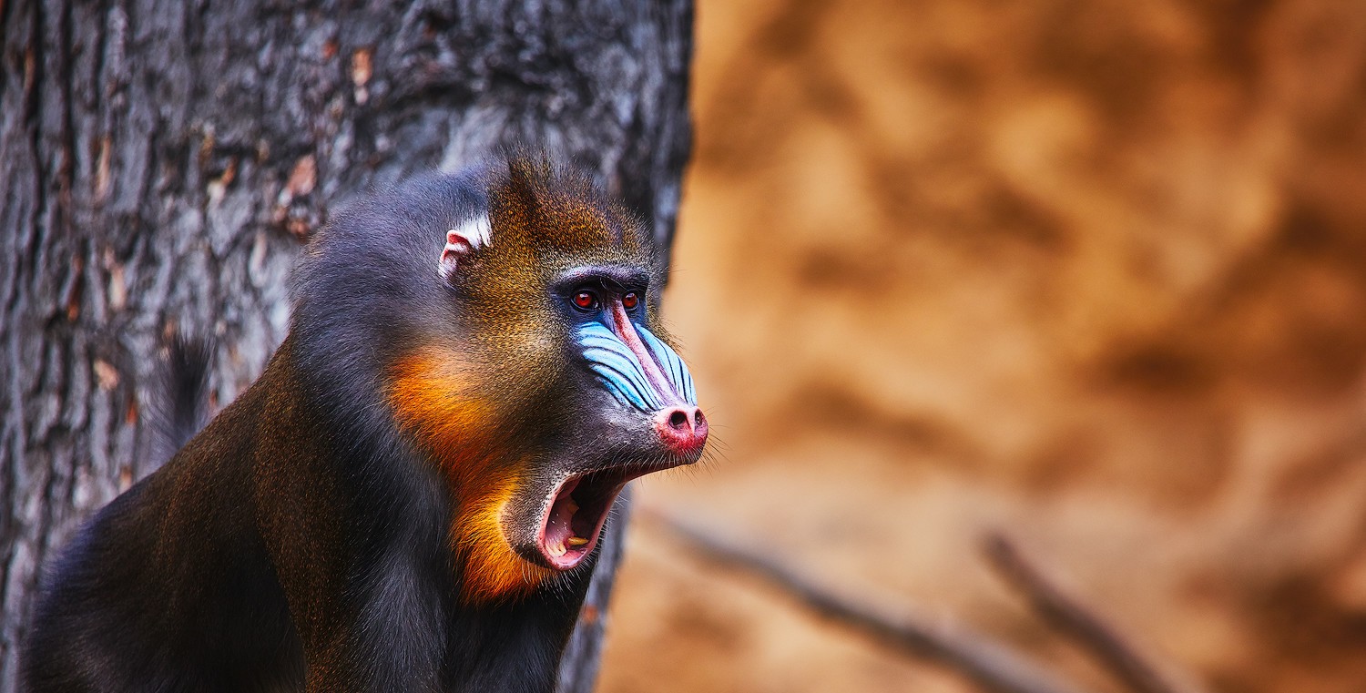 Mandrill