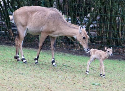 Junge Nilgau-Antilope kurz nach ihrer Geburt