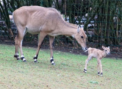 Junge Nilgau-Antilope kurz nach ihrer Geburt (Foto: Zoo Dresden) Junge Nilgau-Antilope kurz nach ihrer Geburt