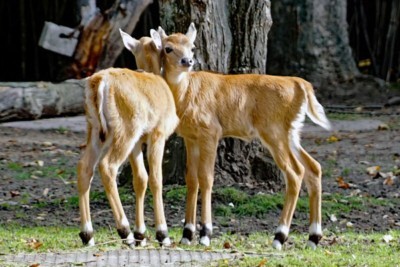 Zwillingsnachwuchs bei den Nilgau-Antilopen