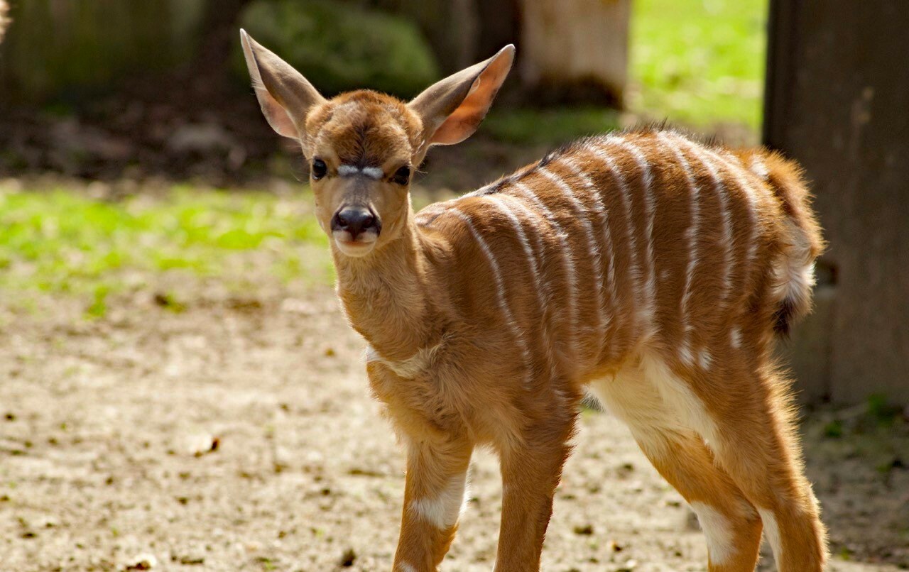Nyala Jungtier