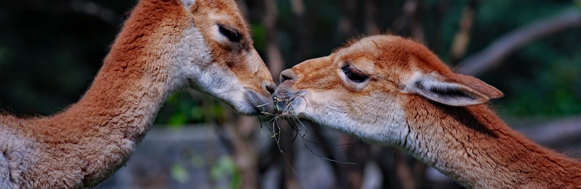 Vikunjas im Zoo Dresden