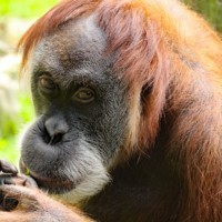 Orang-Utan Daisy