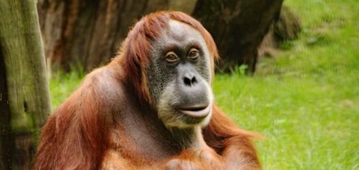 Orang-Utan Daisy (Foto: Zoo Dresden (Roman Richter)) Orang-Utan Daisy