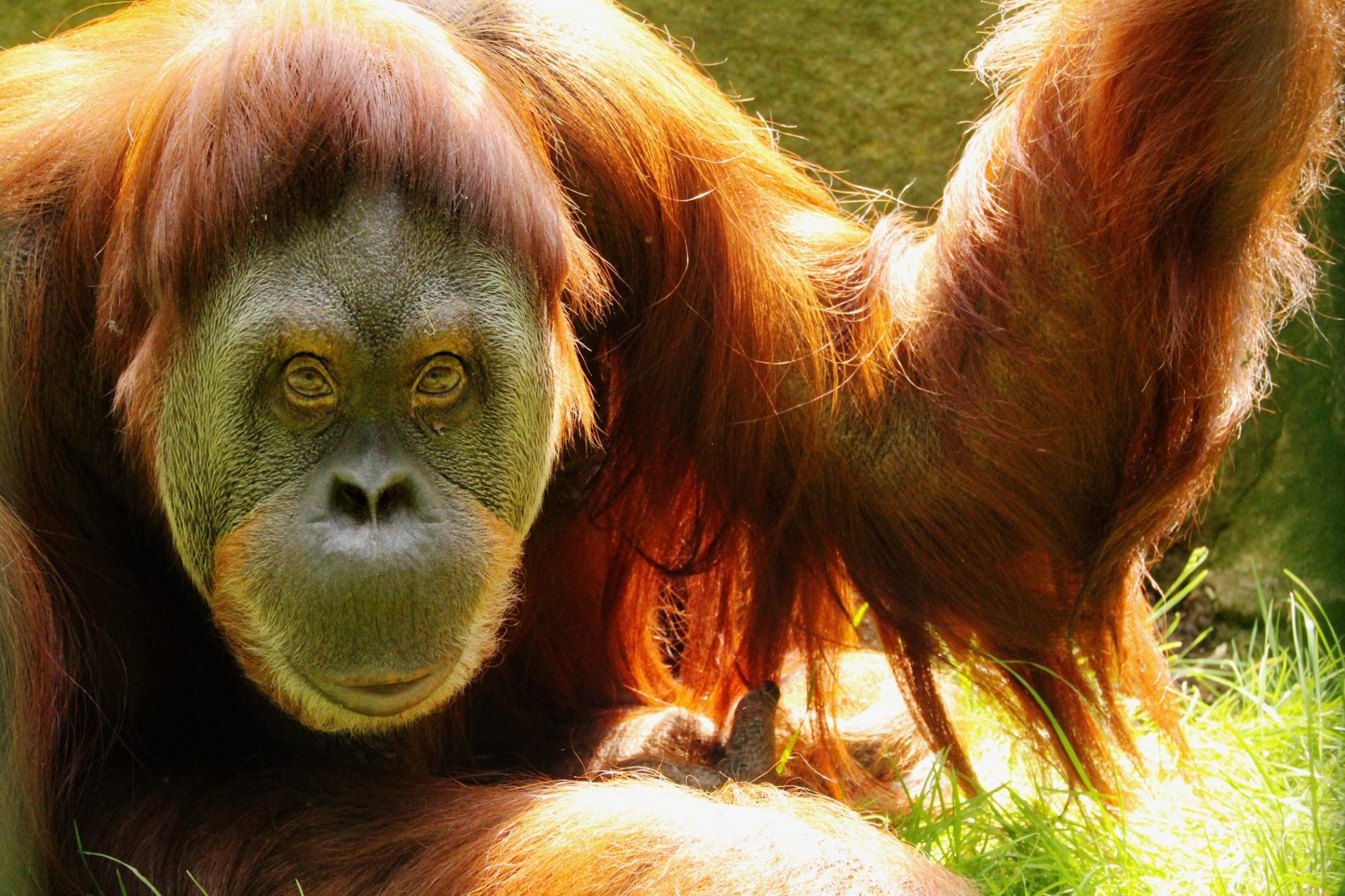 Orangutan