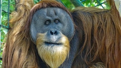 Orang-Utan Männchen Toni