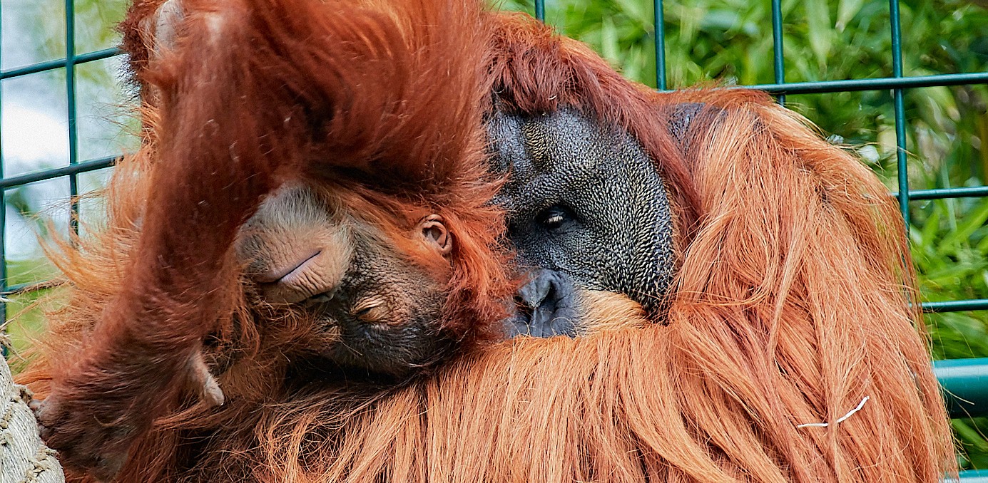 Orang-Utan Toni kuschelt mit Jungtier Dalai