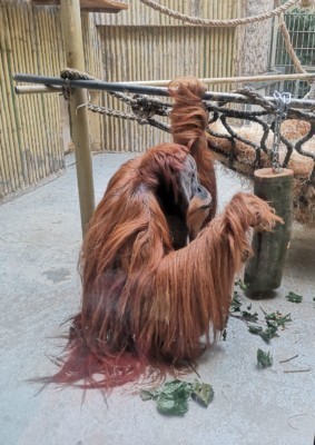 Orang-Utan Toni bei einem Forschungsprojekt des Anthropologischen Instituts der Universität Zürich
