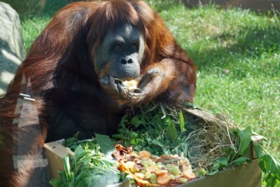 Für Orang-Utan-Weibchen Djaka gab es zum 50. Geburtstag eine Gemüsetorte