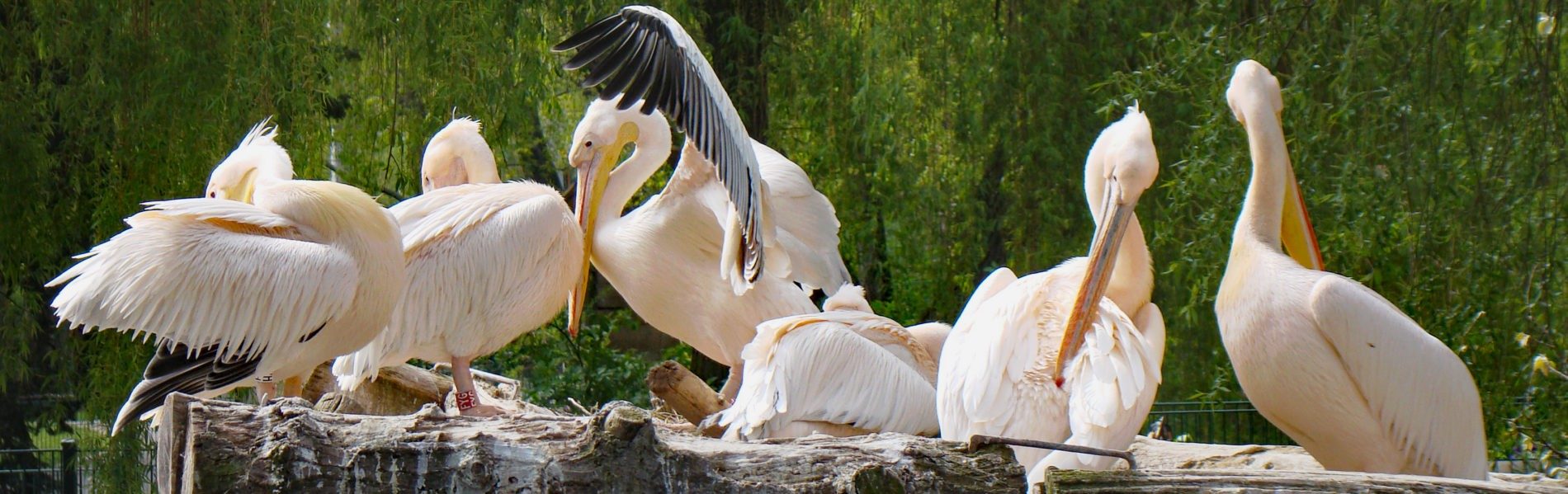 Great white pelicans