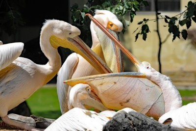 Pelikán bílý (Foto: Zoo Dresden) Pelikán bílý