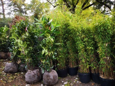 Verschiedene Sorten von Bambus und Kirschlorbeer, Schneeball und Magnolien.