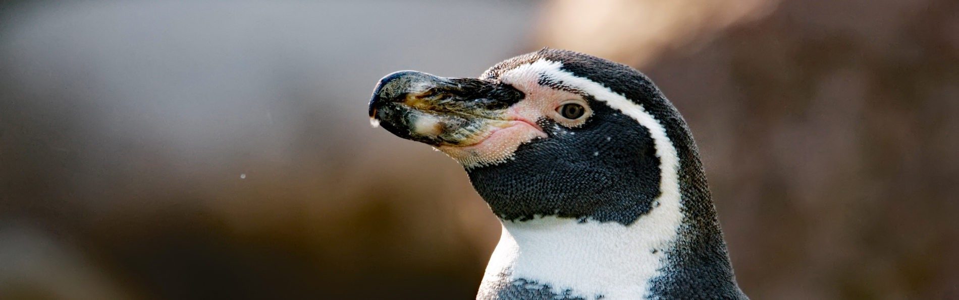 Humboldt-Pinguin