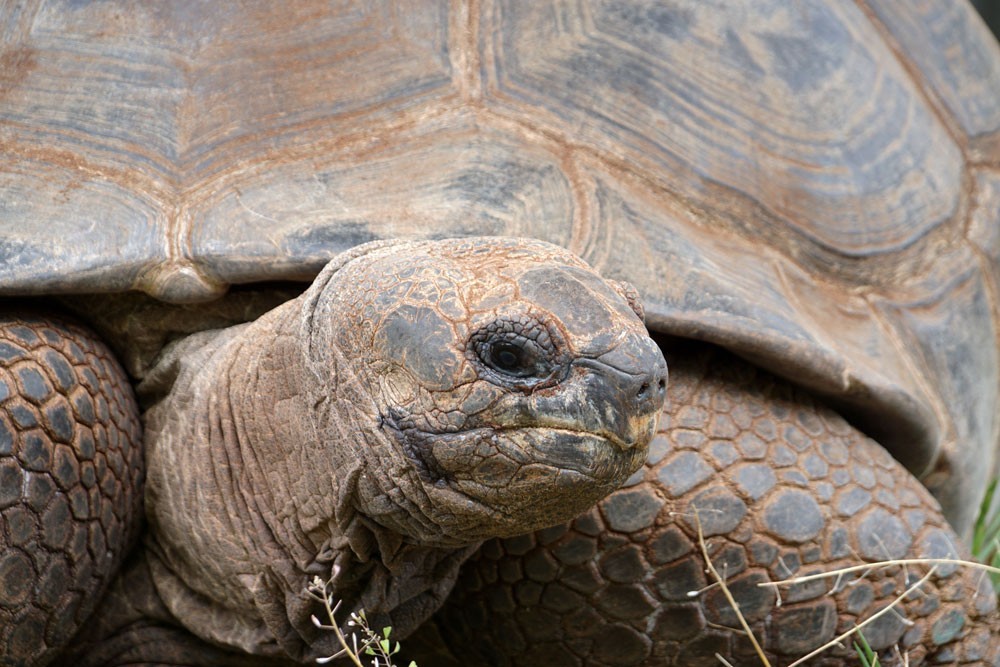Riesenschildkröte Hugo IV