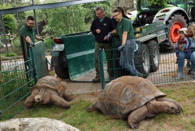 Die Riesenschildkröten wurden mit dem Anhänger zu ihrer Außenanlage gefahren